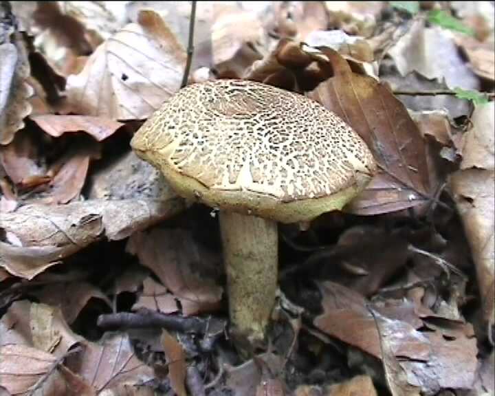 Leccinum crocipodium  (letellier)  Watling